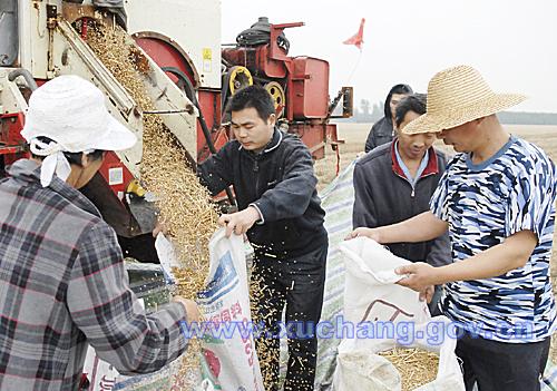 【泛亚电竞】（图文）我市小麦昨日开始收割襄城县湛北乡、禹州市鸠山镇、长葛市后河镇已开镰，预计全市5月31日全面进入收割期(图2)