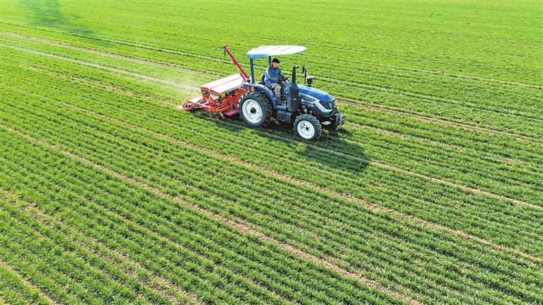 鄢陵县马坊镇程岗村种粮大户在麦田里施小麦返青肥