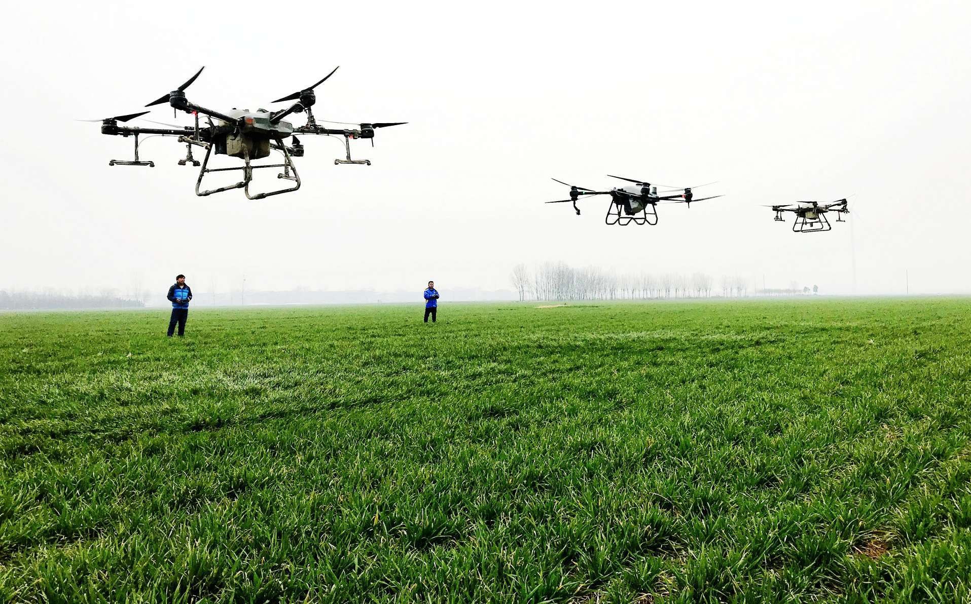 飞手操控无人机喷施叶面肥