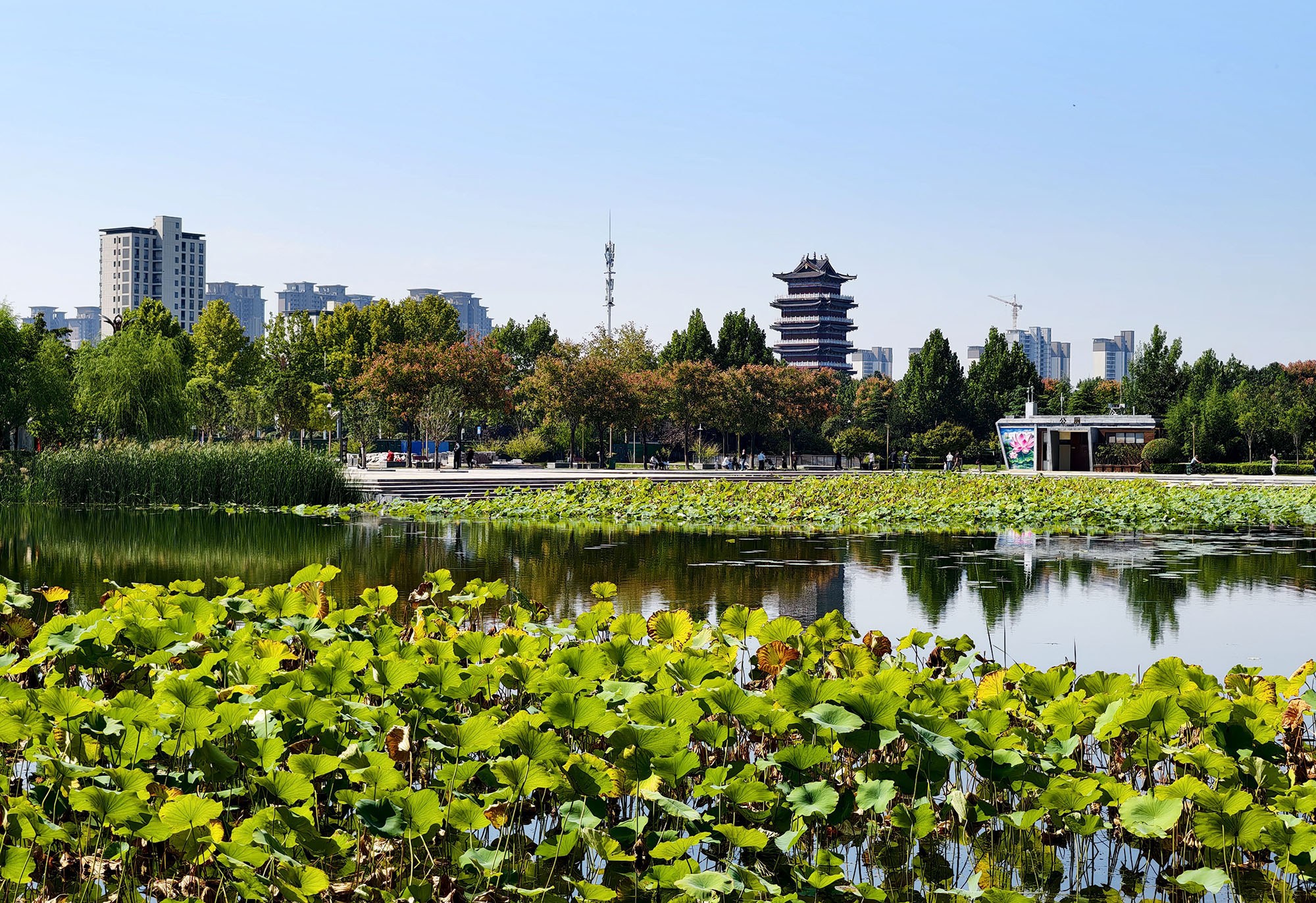秋日里的生态莲城