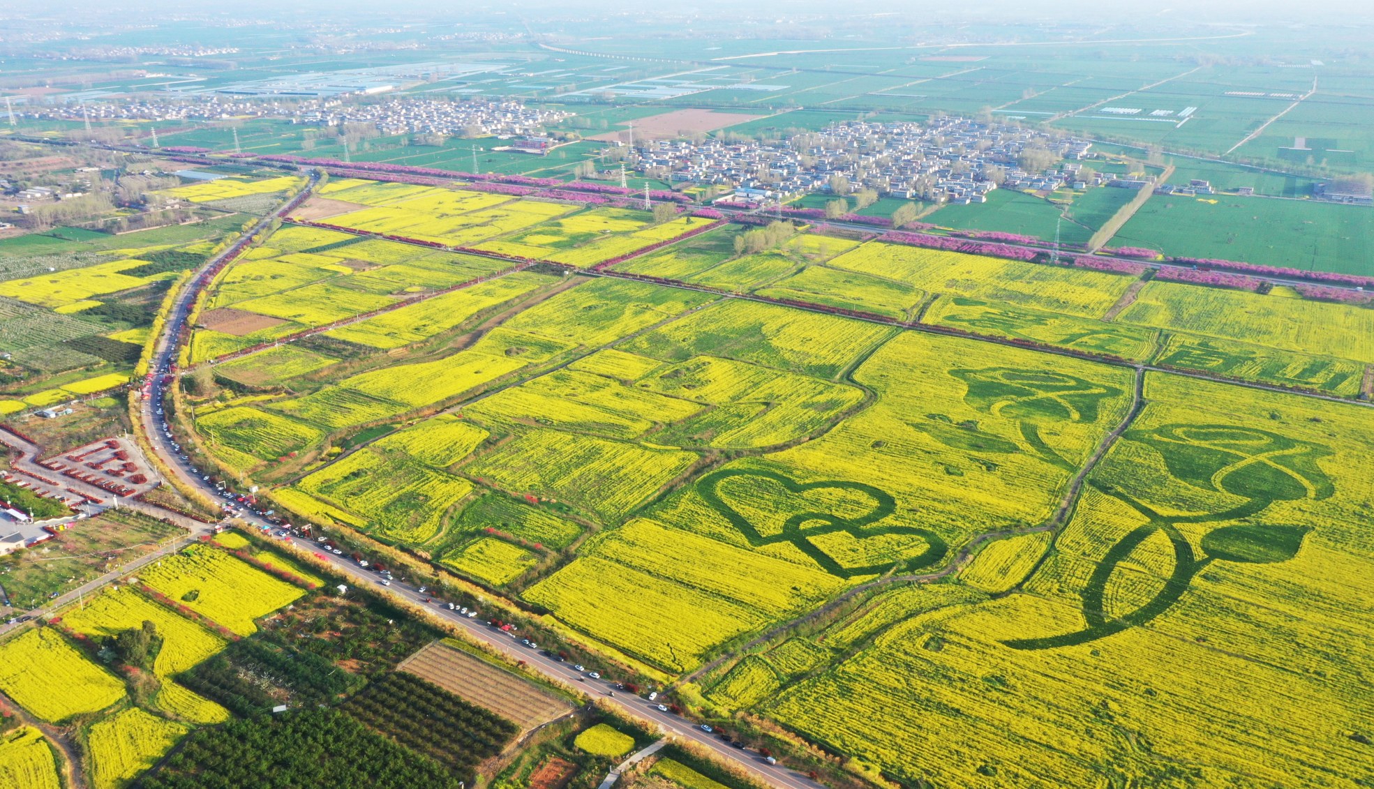 油菜花开景如画